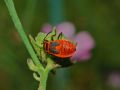 Pyrrhocoris apterus